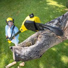 Reliable Lebanon, PA Tree Care Solutions