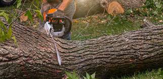 Best Leaf Removal  in Lebanon, PA