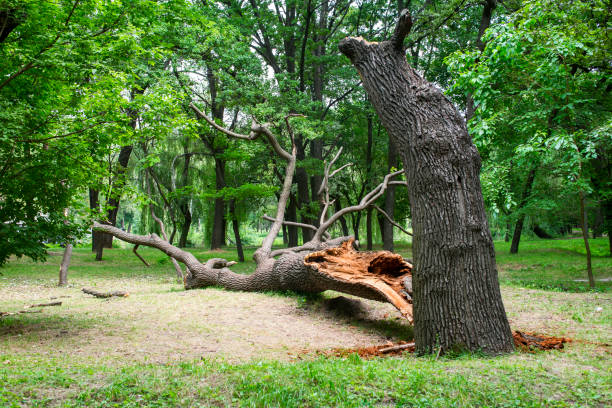 How Our Tree Care Process Works  in  Lebanon, PA