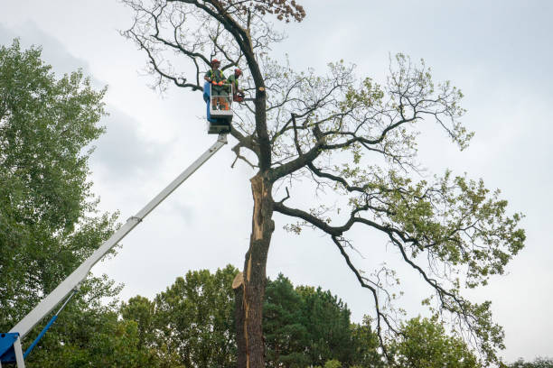 Landscape Design and Installation in Lebanon, PA