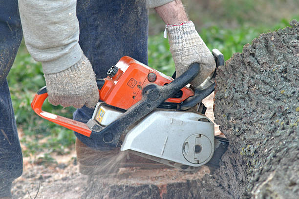 Best Tree Disease Treatment  in Lebanon, PA